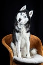 Studio portrait husky dog, surprised and interested, with his head tilted to the side. Husky with head cockedon black Royalty Free Stock Photo