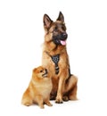Studio portrait of Junior german shepherd and pomeranian. Big and small dogs isolated on a white. Royalty Free Stock Photo