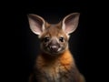 Studio portrait of a kangaroo on a black background. Generative AI Royalty Free Stock Photo
