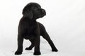 Studio portrait of a labrador puppy Royalty Free Stock Photo