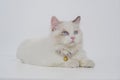 Studio portrait of a laying down ragdoll cat looking forward against a white background Royalty Free Stock Photo