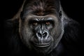 Portrait of all powerful and dangerous Gorilla with Black Background