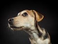 Studio portrait of a little puppy on a black background