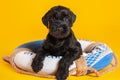 Studio portrait of little puppy of black Mittel Schnauzer breed sitting on lifebuoy and looking right to the camera.