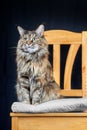 Studio portrait magnificent Maine Coon cat. Cat with long mustache and tassels on ears sits on chair on dark background. Royalty Free Stock Photo
