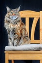 Studio portrait magnificent Maine Coon cat. Cat with long tassels on ears sits on chair on dark background. Royalty Free Stock Photo