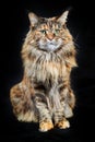 Studio portrait Maine Coon cat. Cat with long mustache and tassels on ears on black background. Royalty Free Stock Photo