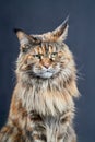 Studio portrait Maine Coon cat. Cat with long mustache and tassels on ears on dark background. Royalty Free Stock Photo