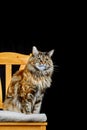 Studio portrait Maine Coon cat. Cat with long mustache and tassels on ears sits on chair on black background.