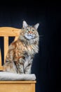Studio portrait Maine Coon cat. Cat with long mustache and tassels on ears sits on chair on black background. Royalty Free Stock Photo