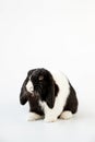 Studio Portrait Of Miniature Black And White Flop Eared Rabbit Sitting On White Background