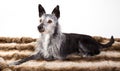 Studio-portrait of an old dog Royalty Free Stock Photo