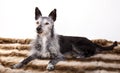 Studio-portrait of an old dog Royalty Free Stock Photo