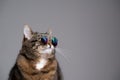 Cat wearing sunglasses