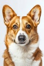 Studio portrait photo of a Corgi on a white background.