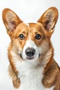 Studio portrait photo of a Corgi on a white background.