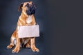 Studio portrait of puppy of big dog Boerboel breed, ginger color with dark mask on its face, with empty card board on the neck, gr