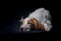 Brittany Spaniel dog lying with her head on the floor