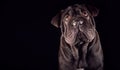 Studio Portrait Of Sharpei Puppy Against Black Background Royalty Free Stock Photo