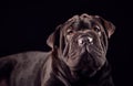 Studio Portrait Of Sharpei Puppy Against Black Background Royalty Free Stock Photo