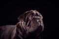 Studio Portrait Of Sharpei Puppy Against Black Background Royalty Free Stock Photo