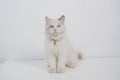 Studio portrait of a sitting ragdoll cat looking forward against a white background Royalty Free Stock Photo