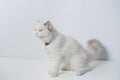 Studio portrait of a sitting ragdoll cat looking forward against a white background Royalty Free Stock Photo