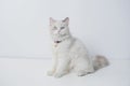 Studio portrait of a sitting ragdoll cat looking forward against a white background Royalty Free Stock Photo