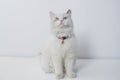 Studio portrait of a sitting ragdoll cat looking forward against a white background Royalty Free Stock Photo