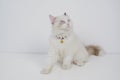 Studio portrait of a sitting ragdoll cat looking forward against a white background Royalty Free Stock Photo