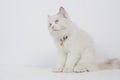 Studio portrait of a sitting ragdoll cat looking forward against a white background Royalty Free Stock Photo