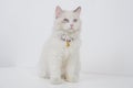 Studio portrait of a sitting ragdoll cat looking forward against a white background Royalty Free Stock Photo