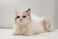 Studio portrait of a sitting ragdoll cat looking forward against a white background Royalty Free Stock Photo