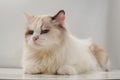 Studio portrait of a sitting ragdoll cat looking forward against a white background Royalty Free Stock Photo