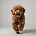 Studio Portrait of Smiling Goldendoodle with curly fur against a white background Royalty Free Stock Photo