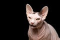 Hairless sphynx cat meowing on black background Royalty Free Stock Photo