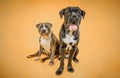 Cane Corso, American Staffordshire Terrier Royalty Free Stock Photo
