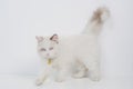 Studio portrait of a walking ragdoll cat looking forward against a white background Royalty Free Stock Photo
