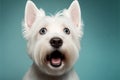Studio portrait of a west highland white terrier dog, created with Generative AI technology Royalty Free Stock Photo