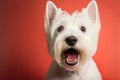 Studio portrait of a west highland white terrier dog, created with Generative AI technology Royalty Free Stock Photo