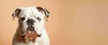 Studio portrait of a white Bulldog with wrinkled face and dark eyes looking forward against a solid light peach background Royalty Free Stock Photo