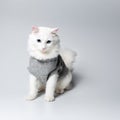 Studio portrait of white cat with blue eyes wearing grey sweater, on light gray background. Looking down. Royalty Free Stock Photo