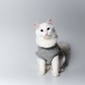 Studio portrait of white cat with blue eyes wearing grey sweater, on light gray background. Looks curiously at camera. Royalty Free Stock Photo