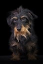 Studio portrit of a wire haired dachshund