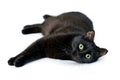 Young black cat lying on a white background Royalty Free Stock Photo