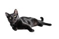 Studio portrait of a young black lying cat, looking at the camera, isolated on white background Royalty Free Stock Photo