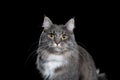 Gray white maine coon portrait on black background Royalty Free Stock Photo