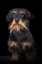 Studio portrit of a wire haired dachshund