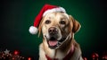 Studio protrait full body of Cute Labrador