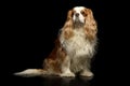 Studio shot of an adorable American Cocker Spaniel Royalty Free Stock Photo